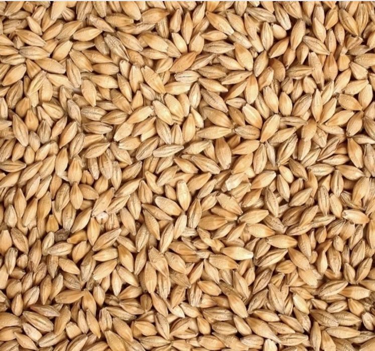 Sprzedam jęczmień jary 2 rzędowy odmiana farmer rok po centrali,gruby.