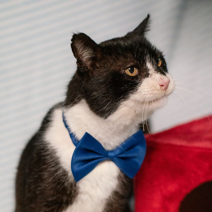 Gato muito mimeiro para adoção