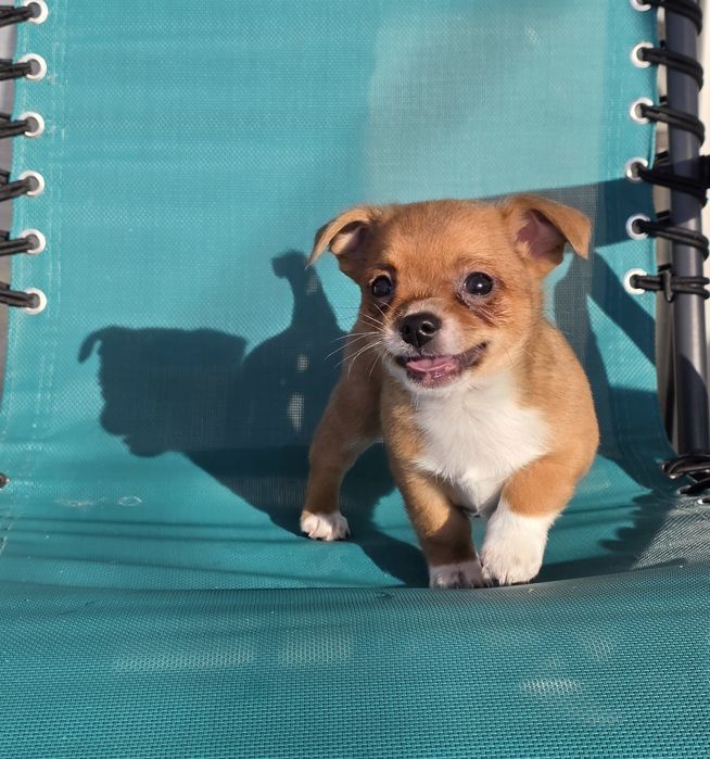 Chihuahua Pêlo Curto
