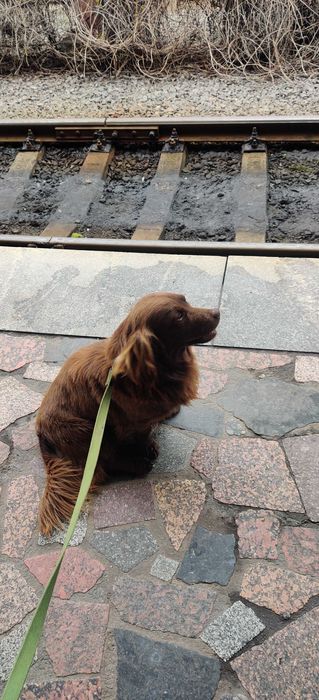 Найден пёс. Бойкен спаниэль