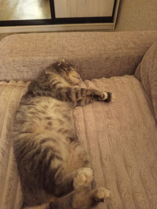Котик кастрований в добрі руки
