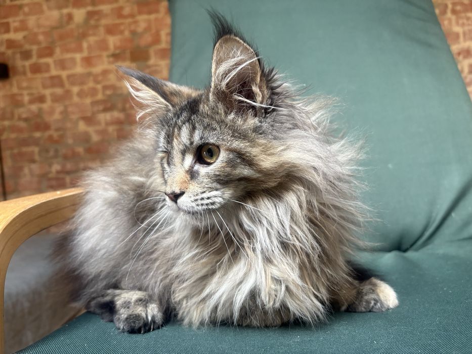 Kotka Maine Coon szylkretka