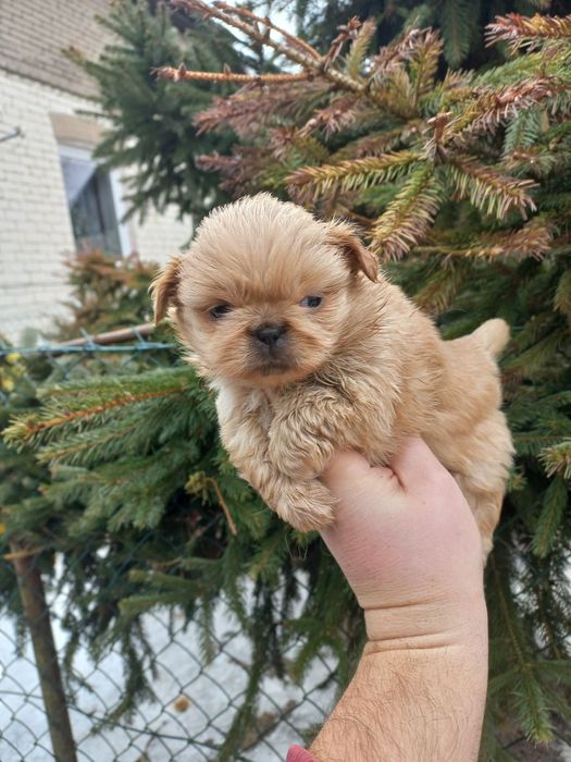 Pekińczyk miniaturka