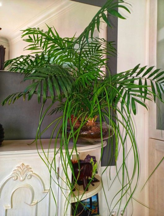 Beaucarnea Recurvata + Palmeira 95cm