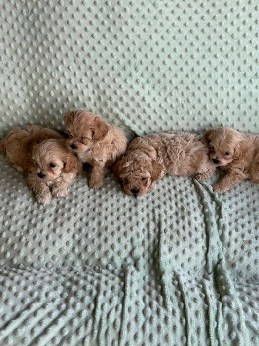 Мальтіпу F1 та F2