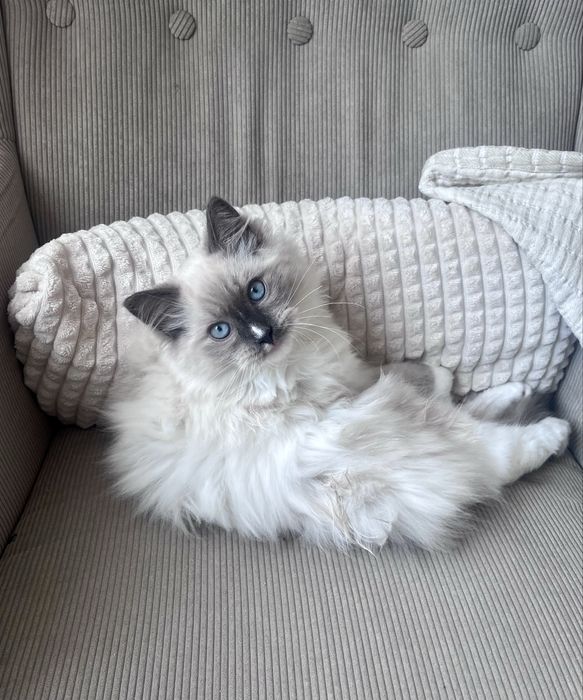 Ragdoll kocurek 6 miesiecy