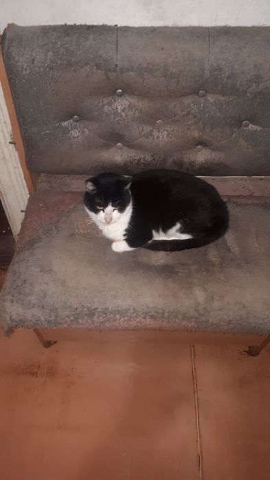 Кiт Василь вiк 1 рiк. Кастрований. Чорно-бiлого окрасу.