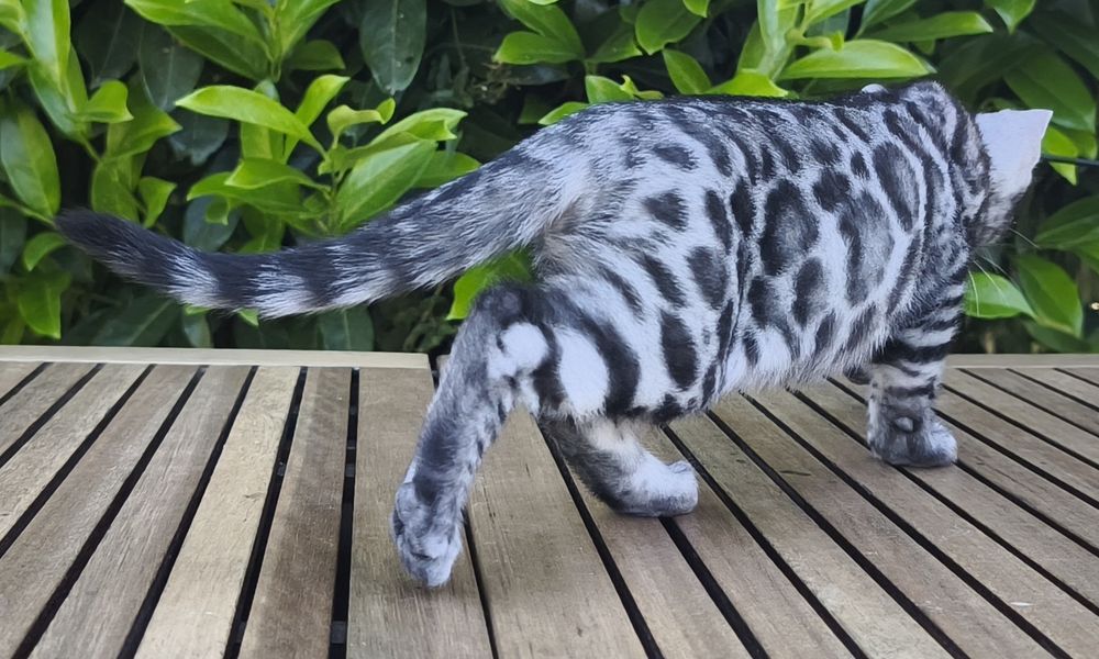 Bengal Silver macho com Lop