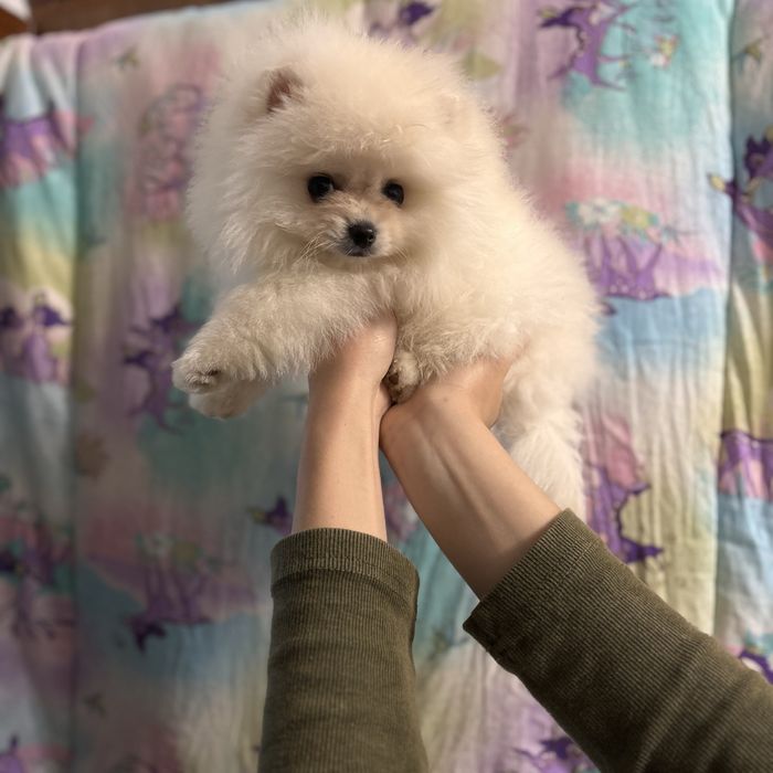 ляльковий Ведмедик хлопчик.