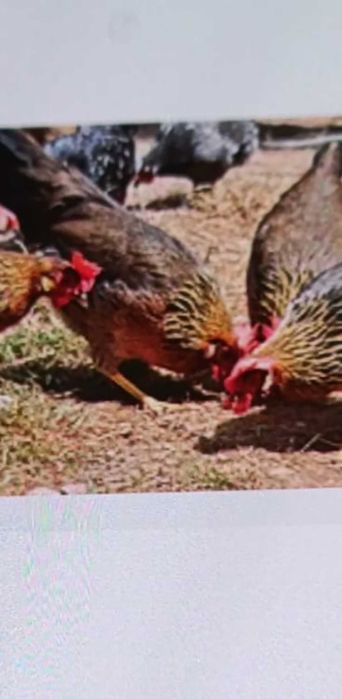 Vendo ovos  galados de galinhas leghorn  brown