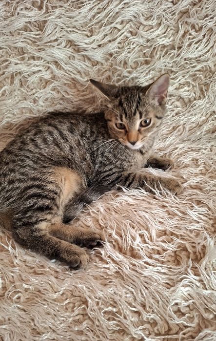 Róża 3,5 miesięczna przytulanka,adopcja.