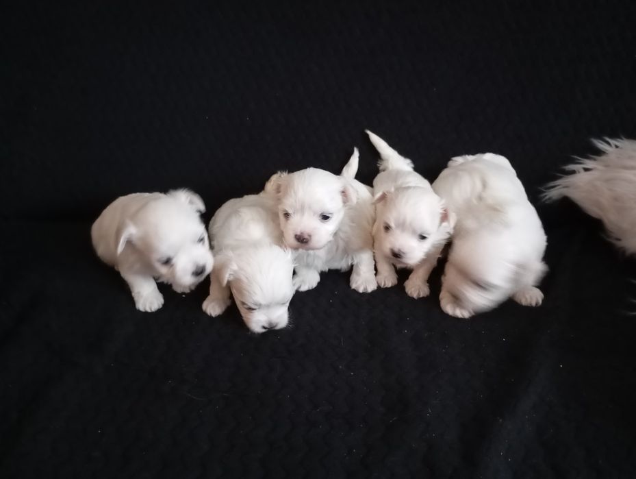 Sprzedam pieska maltańczyka