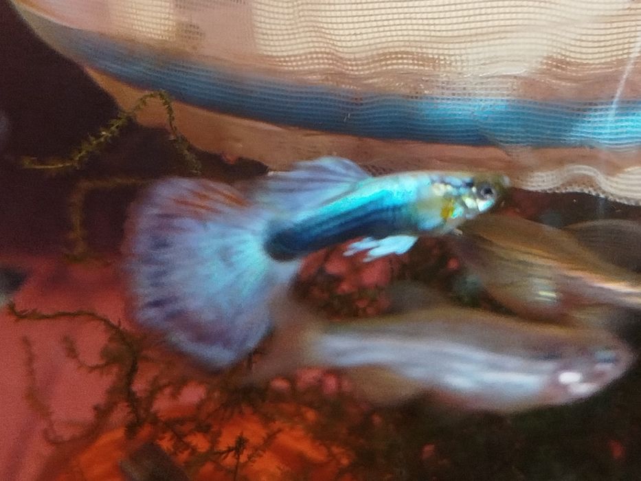 Gupik tuxedo blue