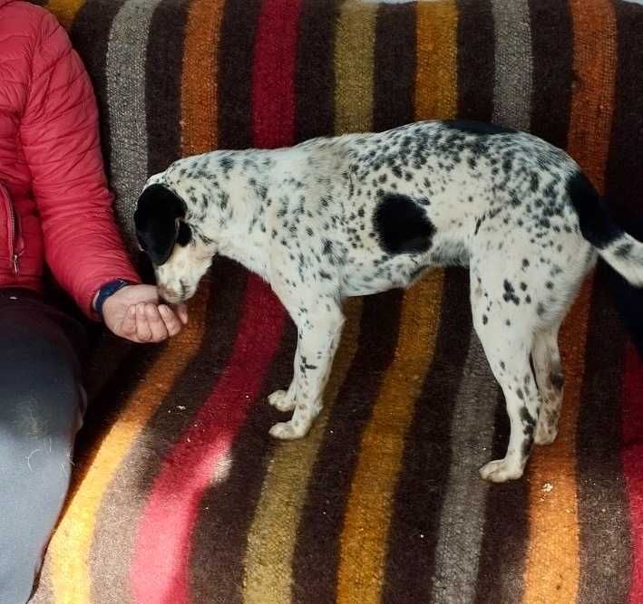 DOLI 8 mies niezwykle piękna sunia do adopcji. Uratowana w Bułgarii