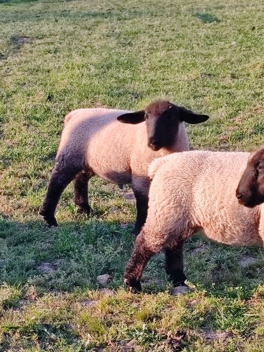 Borregos suffolk macho