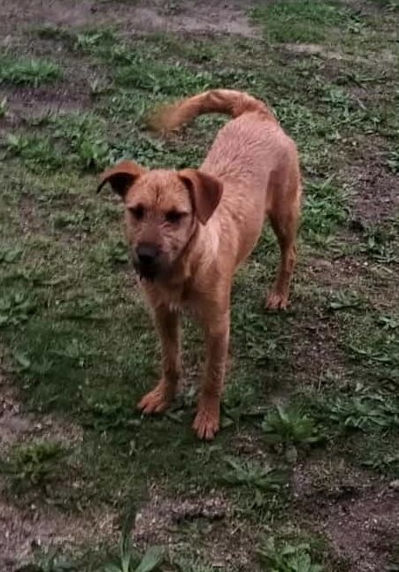 Moana, cadelinha com 9/10 meses porte pequeno para adoção responsável