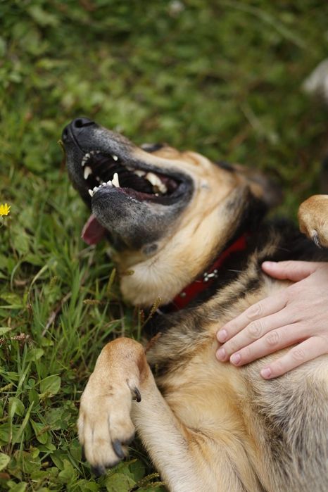 Seniorka sława szuka domu