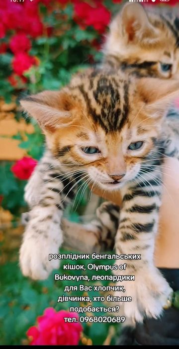 Бенгали леопардики, з розплідника Olympus of Bukovyna
