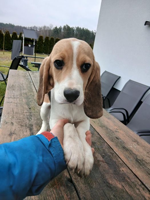 Suczka z rodowodem 3 pokoleniowym