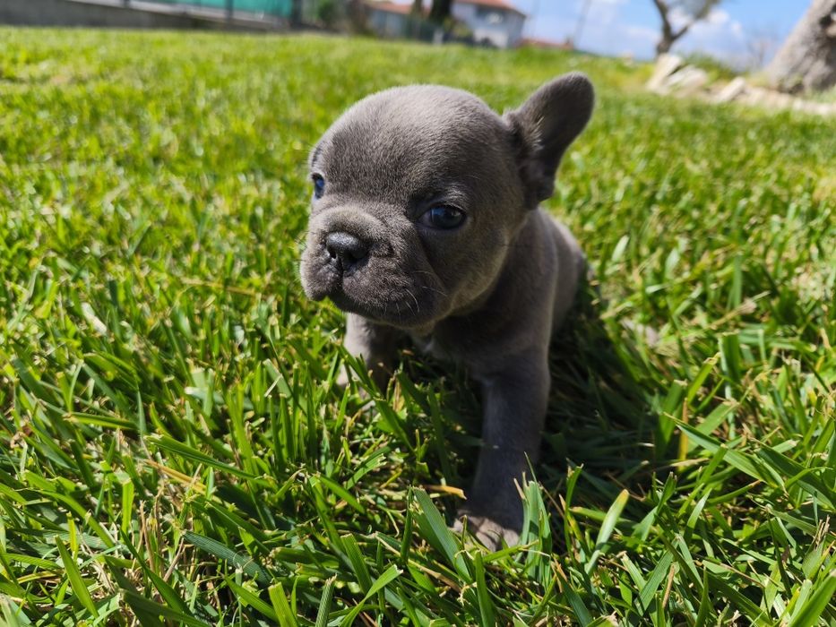 Bulldog  francês blue