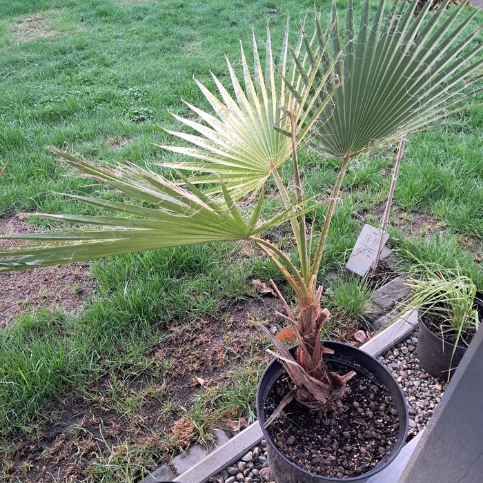 Palma mrozoodporna waszyngtonia washingtonia 80-100cm zimowana