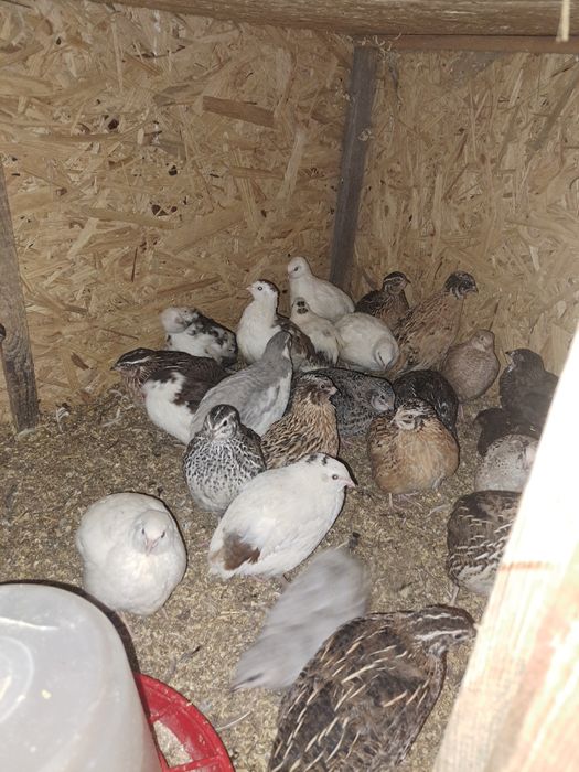 Jaja przepiorcze legowe