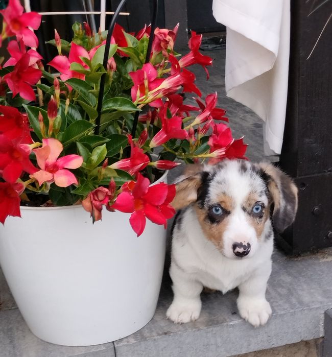 Welsh Corgi Cardigan FCI