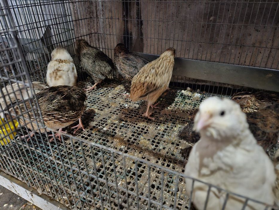 Corduniz, recém nascido e ovos