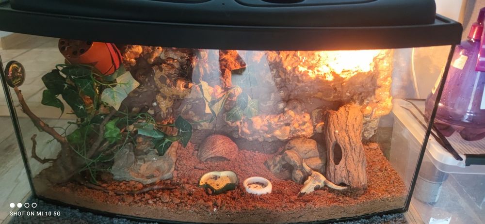 Gekony orzęsione + terrarium