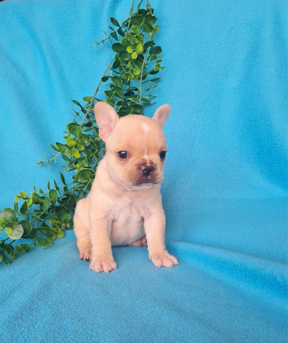 Excelente menina Bulldog/Bouledogue Francês de Qualidade