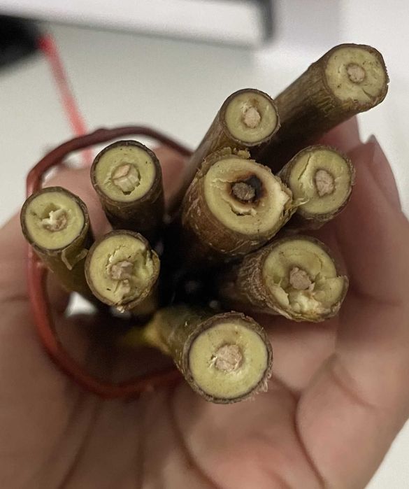 Gałązki wierzby  dla gryzoni - świeże  przyrosty 130 g