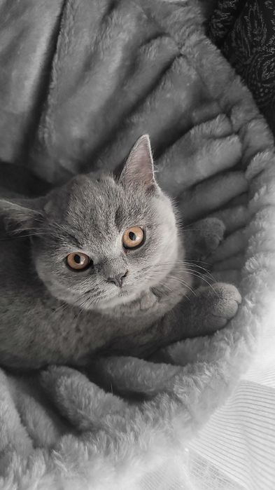 Kotka, kocurek, kocięta Brytyjskie FPL/FIFE