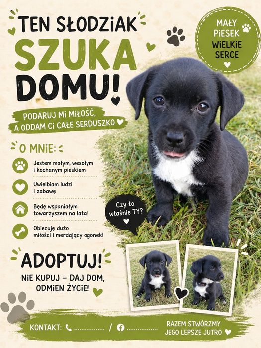 Szczeniaczek szuka domu