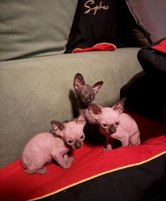 Кошенята конадського сфінкса