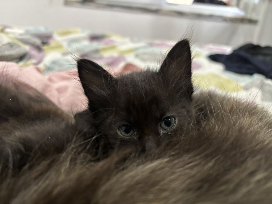 Adoção responsável de gatinhos