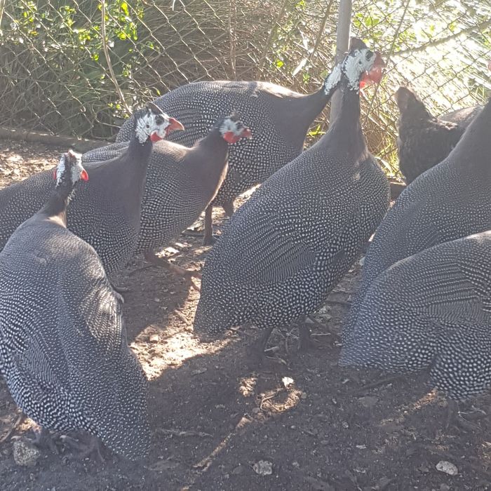 Fracas/galinhas de Angola