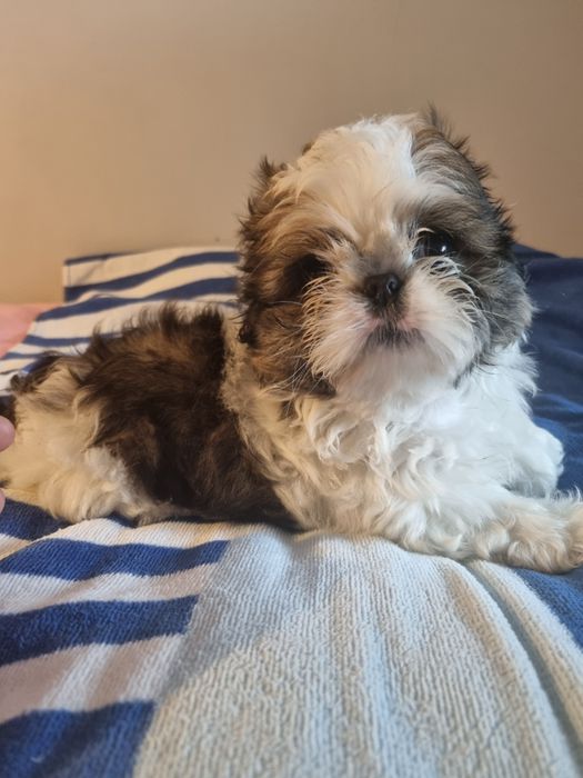 Pies shih-tzu  LARS  już do odbioru