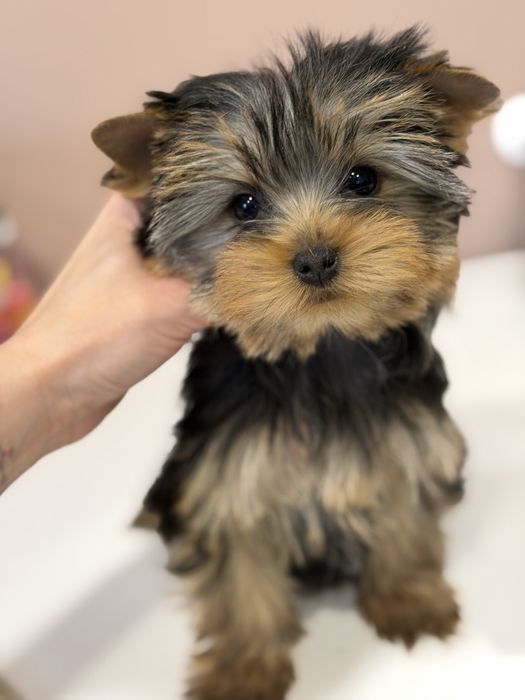 Yorkshire Terrier ZKwP/FCI