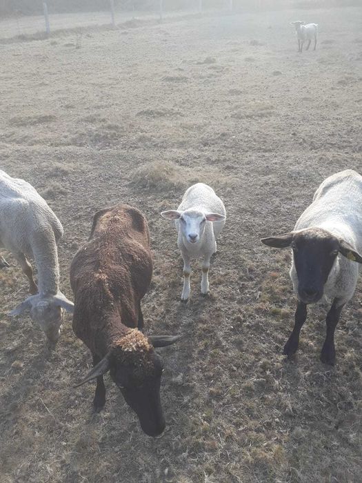 Vendo Borrega Charolesa