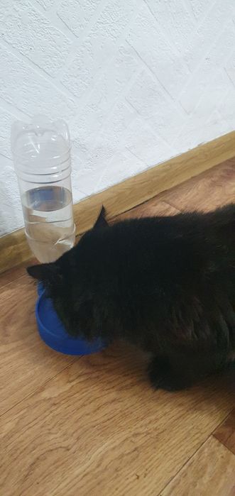 Поїлка для тварин.