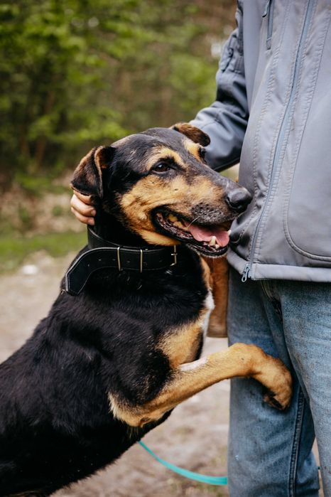 JESION - niesamowity pieszczoch szuka domu