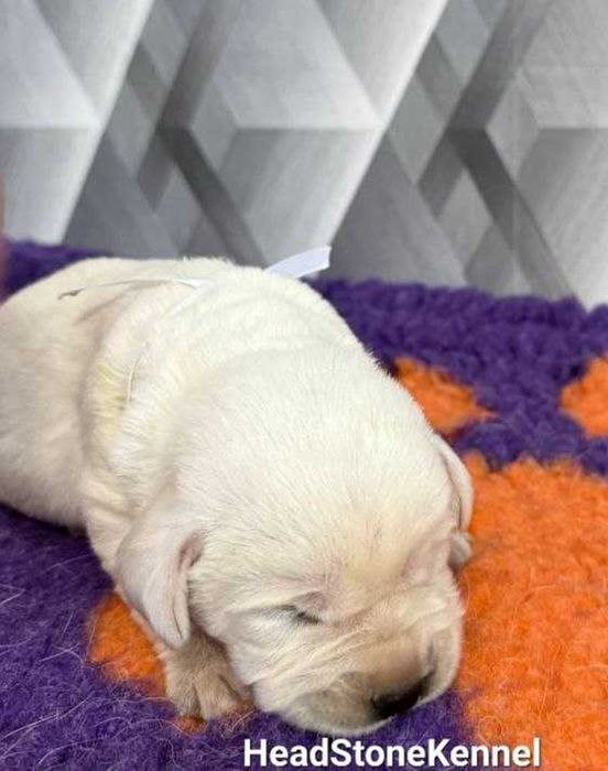 Лабрадор ретривер Щенки