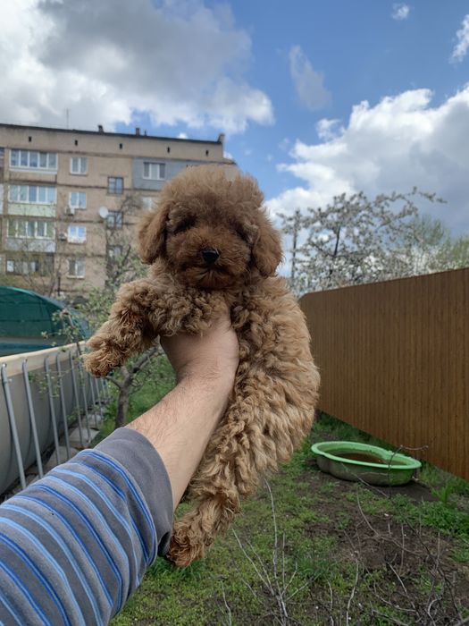 Грайливі той пуделя