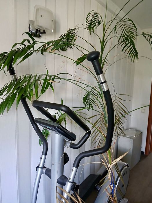 Квіти (великий вибір, шукають новий дім).