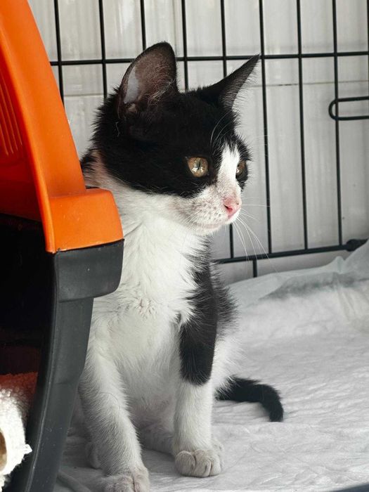 Gato bebé para adoção consciente