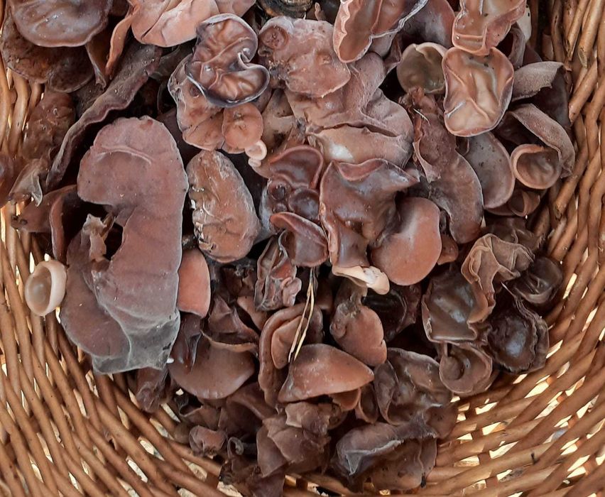 Uszak bzowy  polskie grzyby mun (Auricularia auricula-judae)