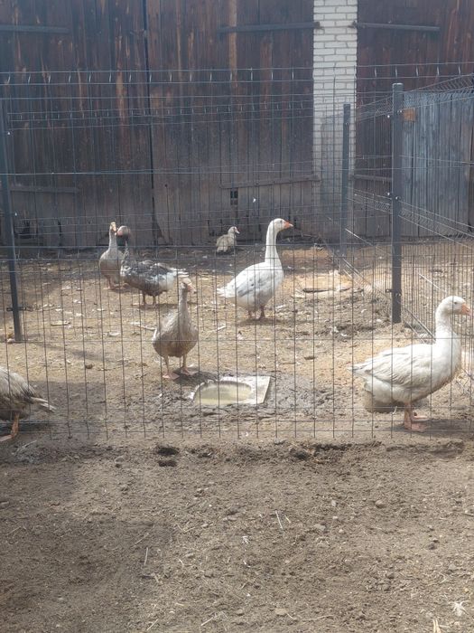 Gęsi mix ras landes garbonosa