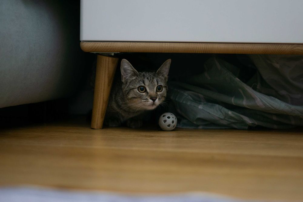 Mania - kotka do adopcji