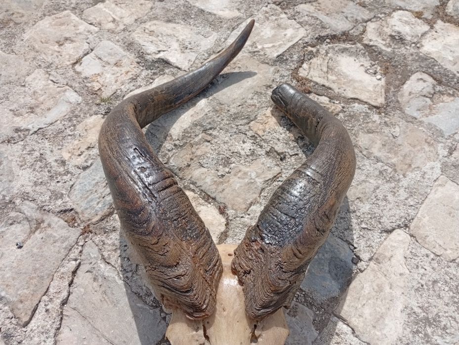 Troféu  de  caça