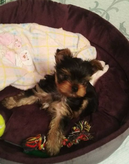 Бомбезные малыши Йоркширский Терьер